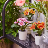 3 Plantas en maceta 6 cm