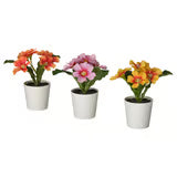 3 Plantas en maceta 6 cm