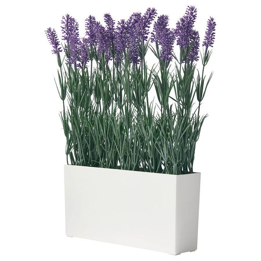 Planta lavanda con maceta