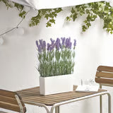 Planta lavanda con maceta